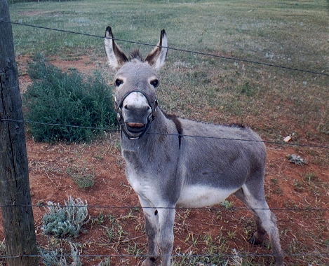 mascot