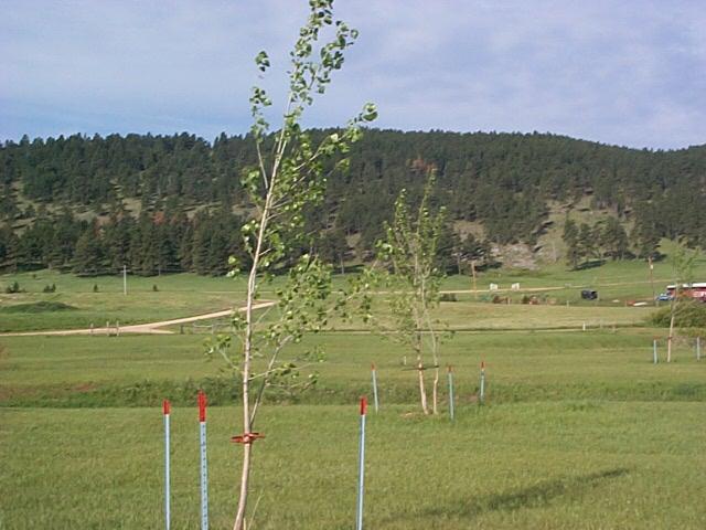 trees11